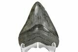 Serrated, Fossil Megalodon Tooth - South Carolina #168051-1